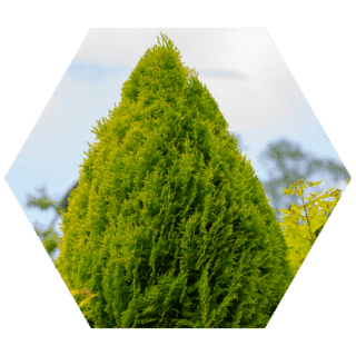 https://www.colincanhelp.com/wp-content/uploads/2023/10/Arborvitae-Thuja-spp-320x320.png