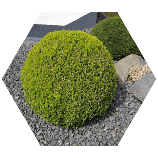 https://www.colincanhelp.com/wp-content/uploads/2023/10/Boxwood-Buxus-spp-320x320.png