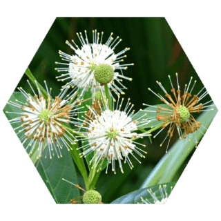 https://www.colincanhelp.com/wp-content/uploads/2023/10/Buttonbush-Cephalanthus-occidentalis-320x320.png