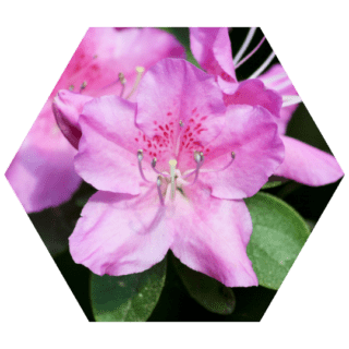 https://www.colincanhelp.com/wp-content/uploads/2023/10/Rhododendron-320x320.png