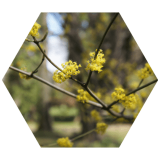 https://www.colincanhelp.com/wp-content/uploads/2023/10/Spicebush-Lindera-benzoin-320x320.png