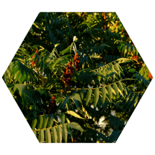 https://www.colincanhelp.com/wp-content/uploads/2023/10/Sumac-Rhus-spp-320x320.png