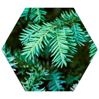 https://www.colincanhelp.com/wp-content/uploads/2023/10/Yew-Taxus-spp-320x320.png