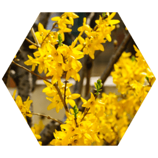 https://www.colincanhelp.com/wp-content/uploads/2023/10/forsythia-320x320.png