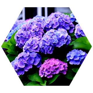 https://www.colincanhelp.com/wp-content/uploads/2023/10/hydrangea-320x320.png