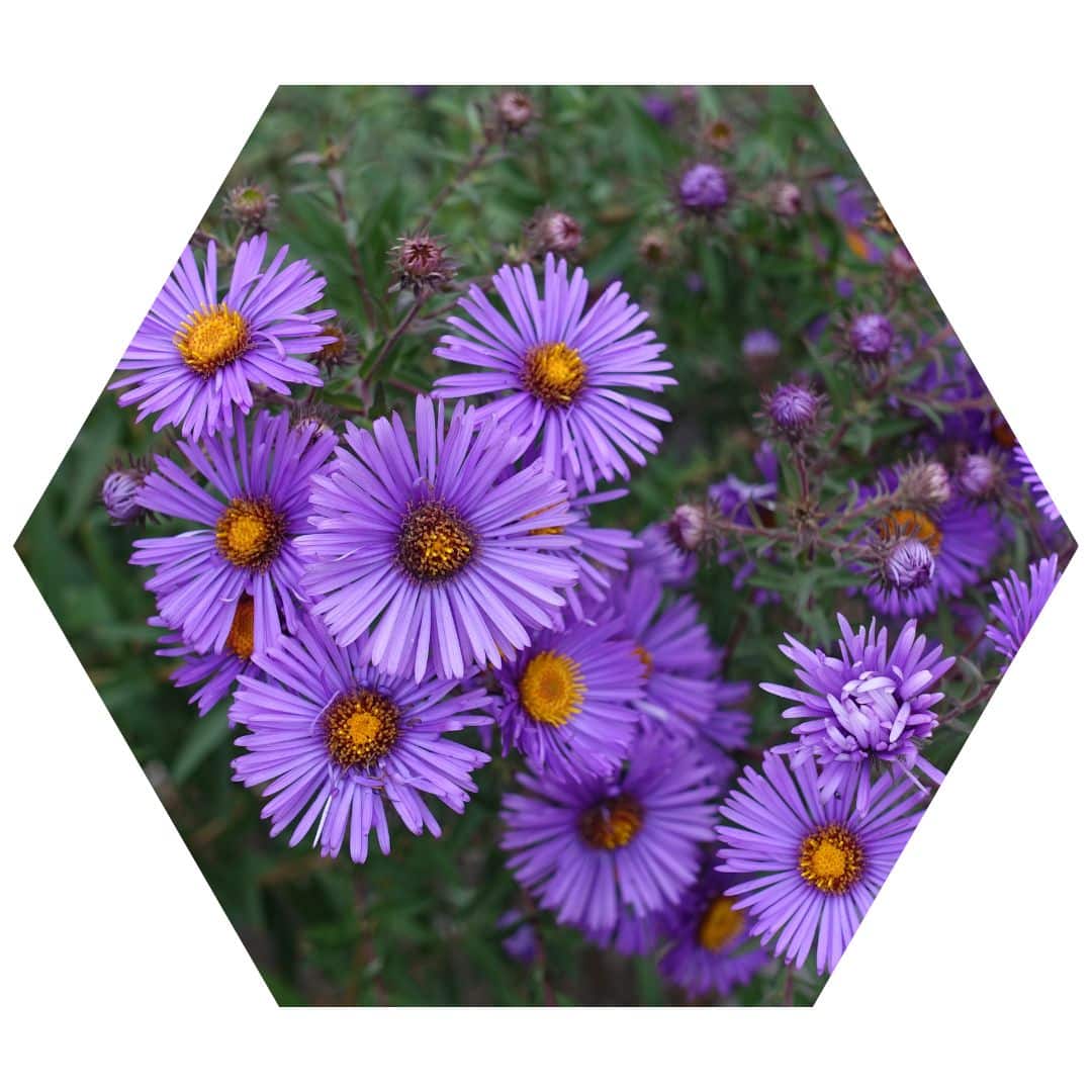 New England Aster 1