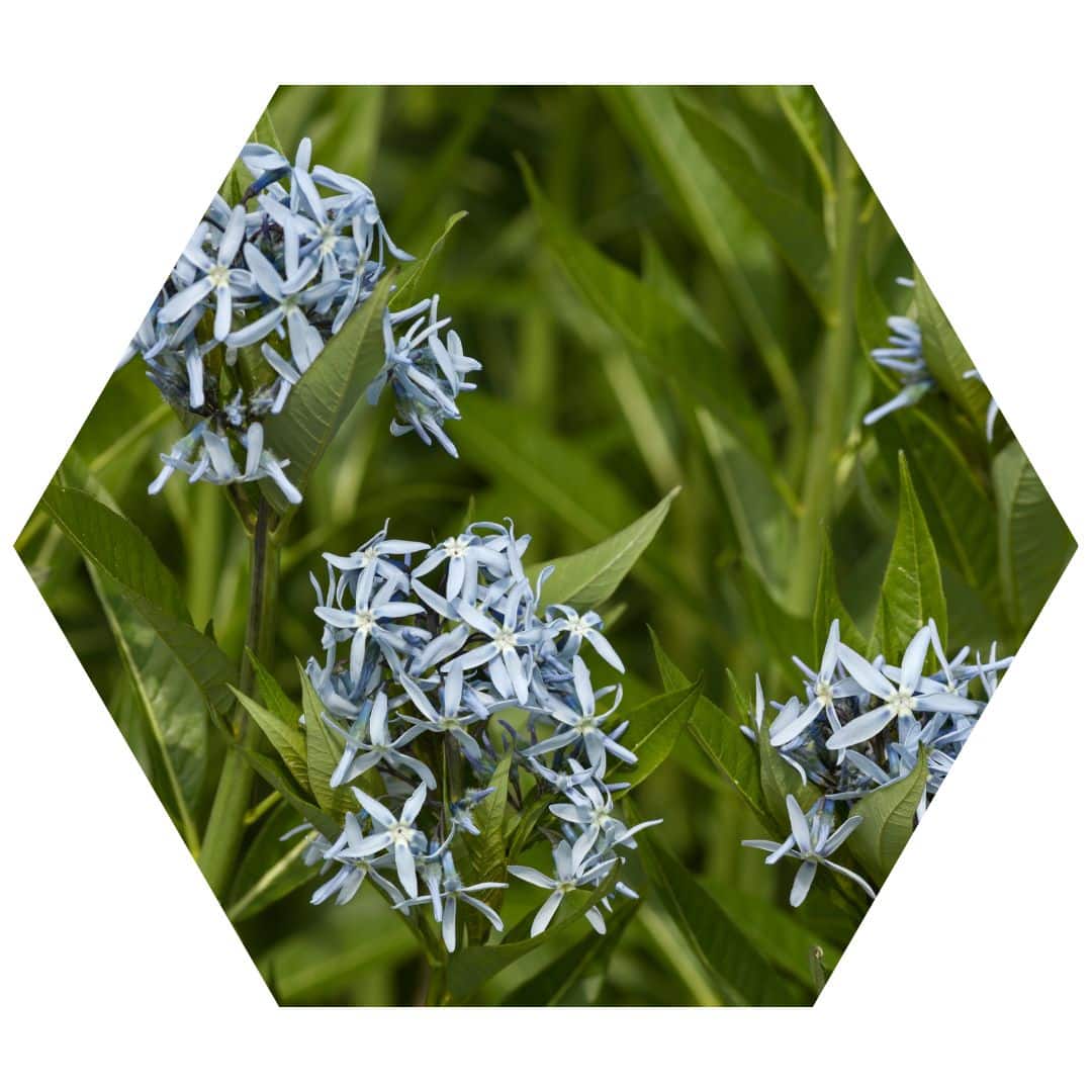 Eastern Bluestar 1