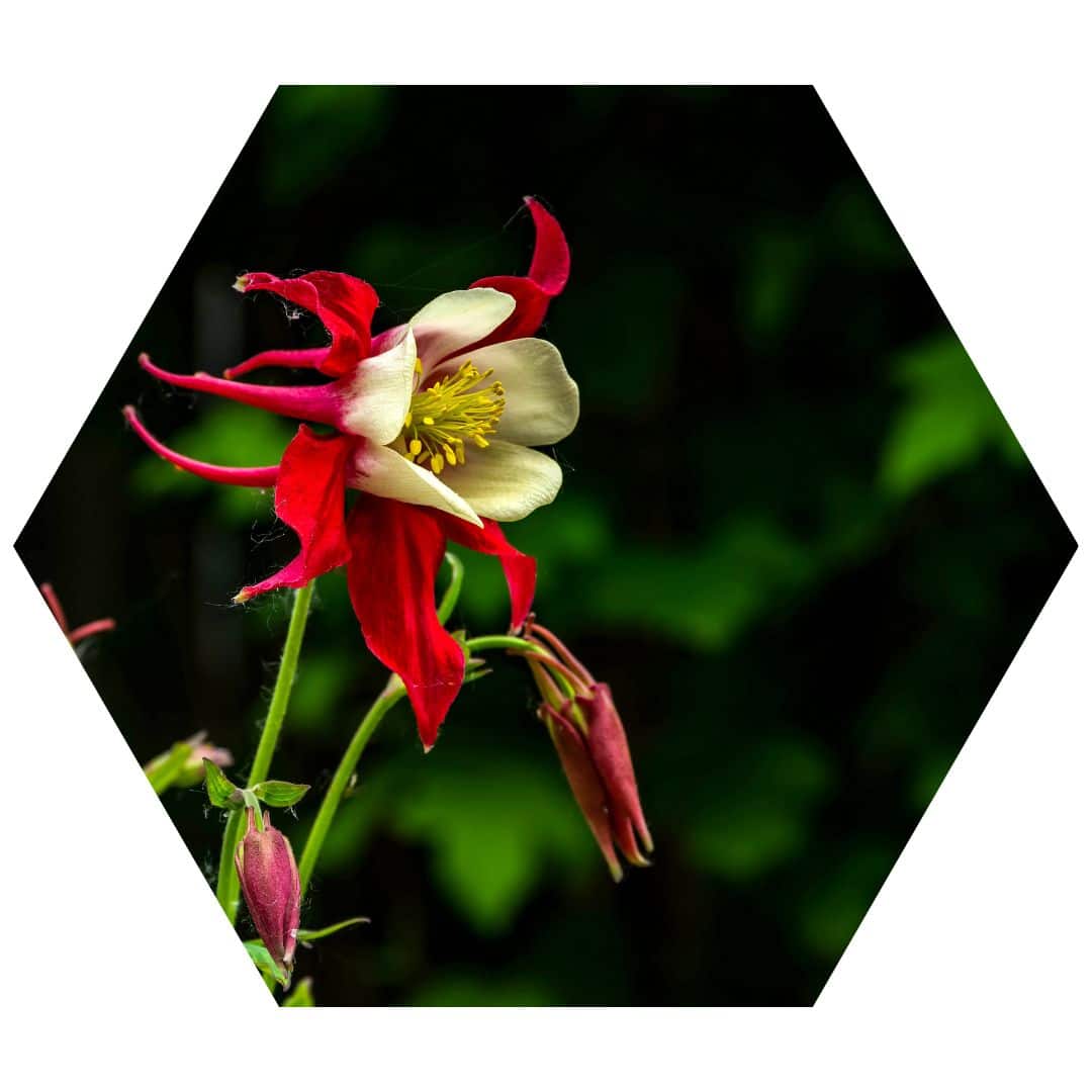 Eastern Red Columbine