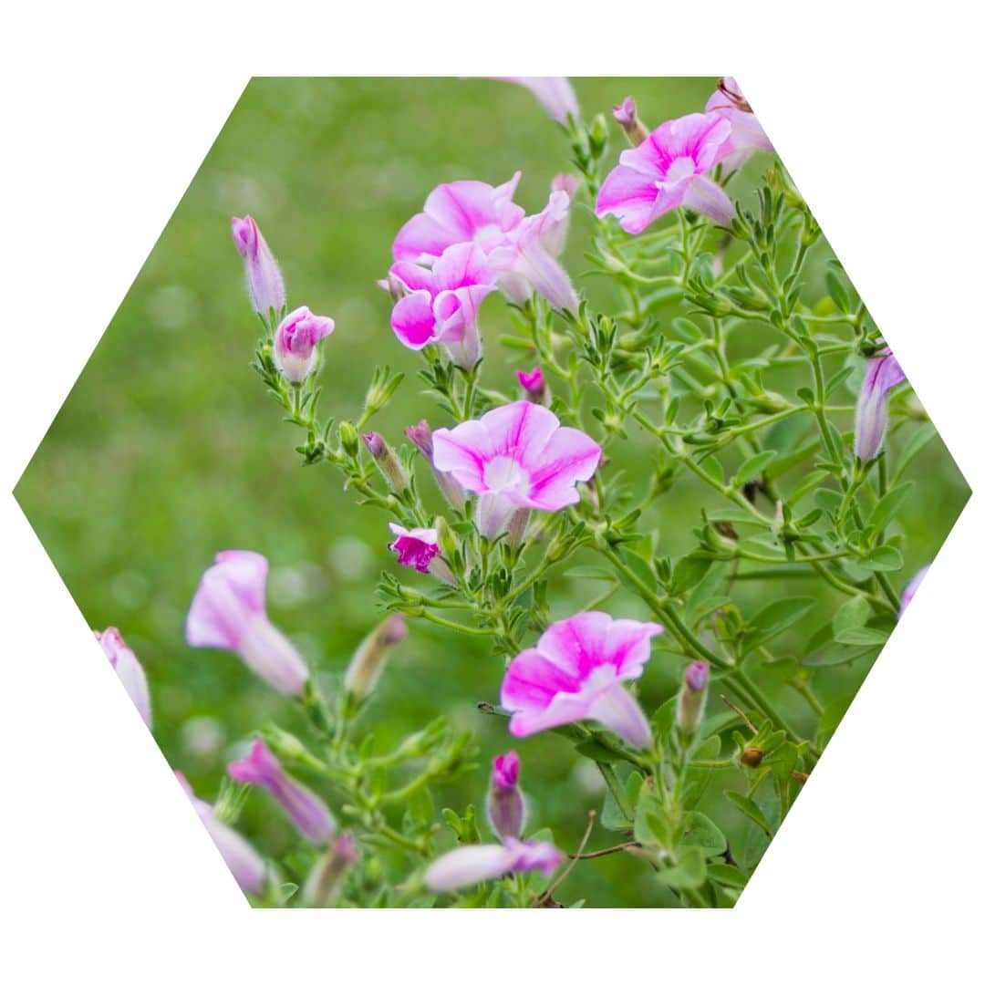 Wild Petunia 1