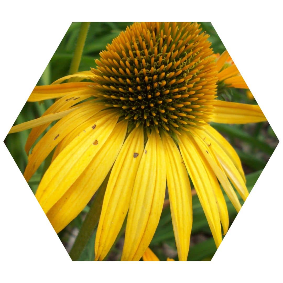 Yellow Coneflower 2