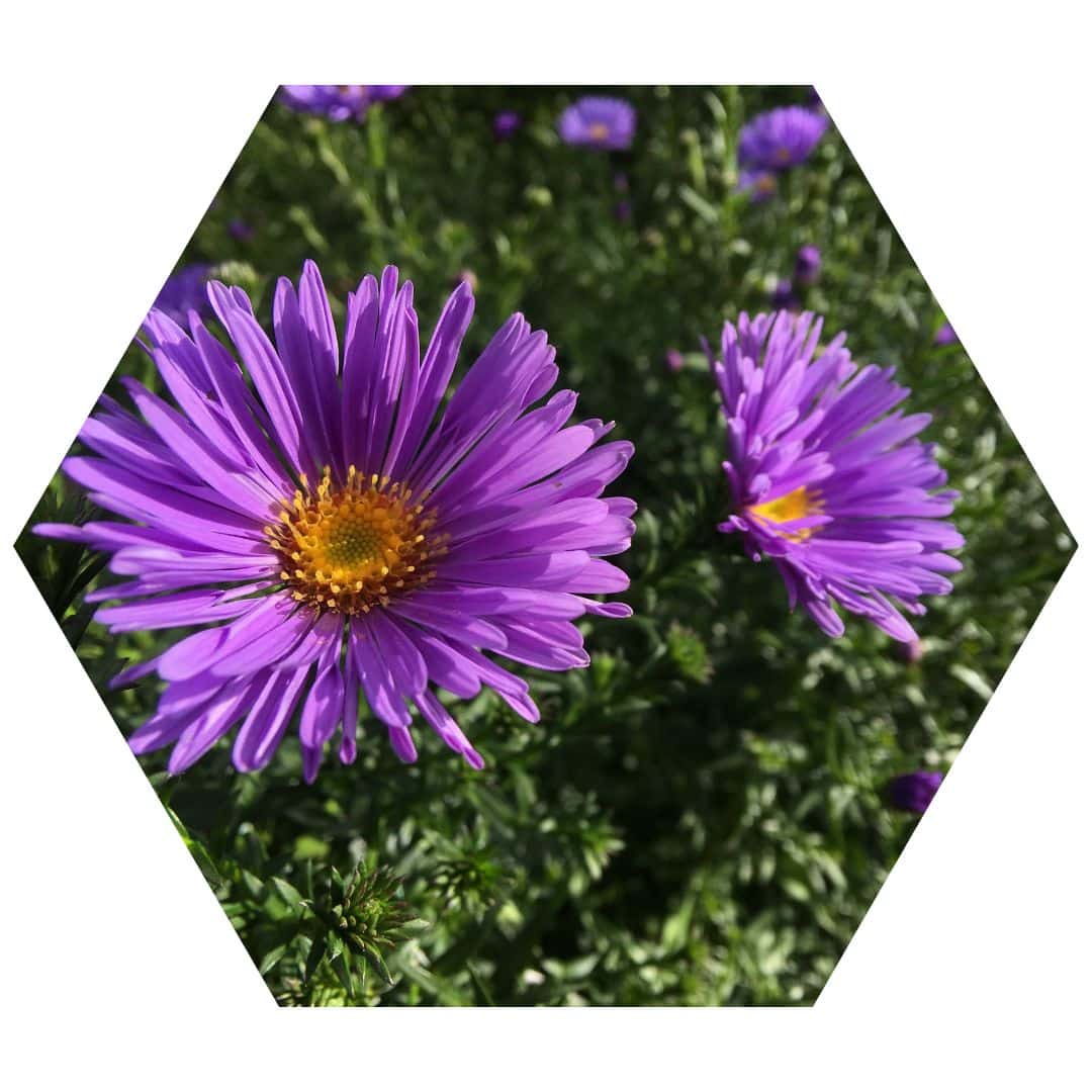 New England Aster 2