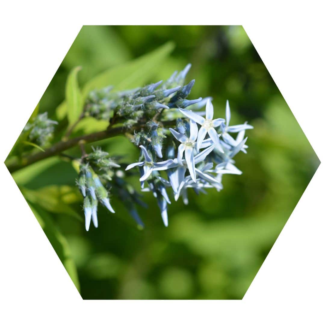 Eastern Bluestar 2