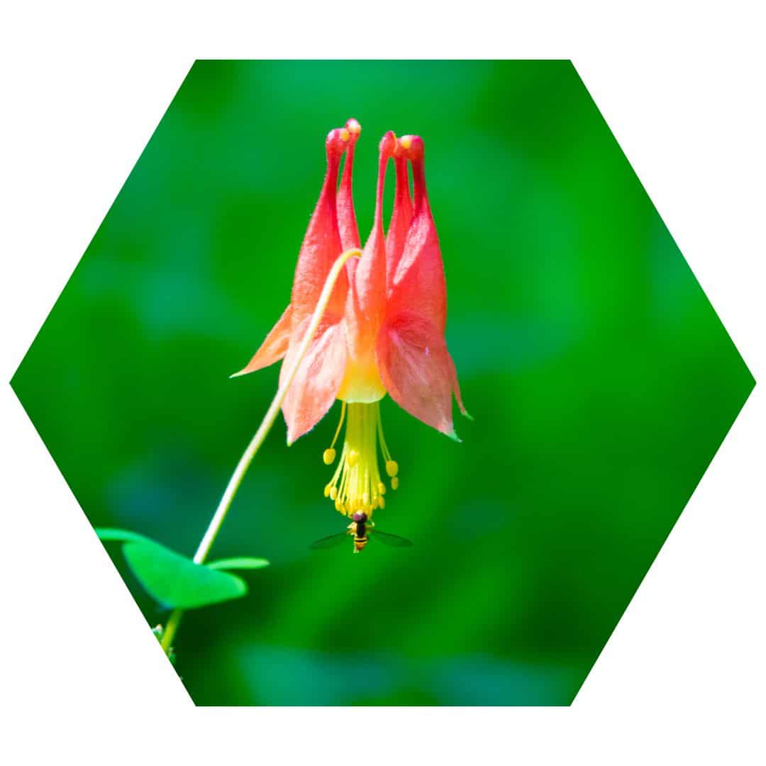 Eastern Red Columbine 2