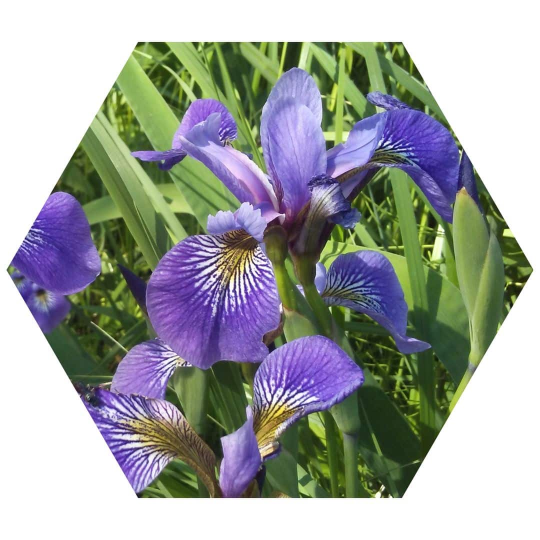 Blue Flag Iris 2