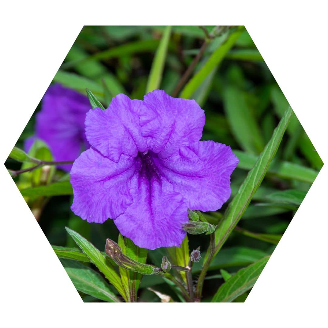 Wild Petunia 2