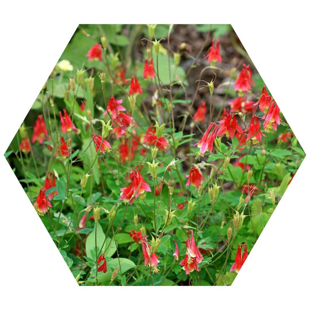 Eastern Red Columbine 3