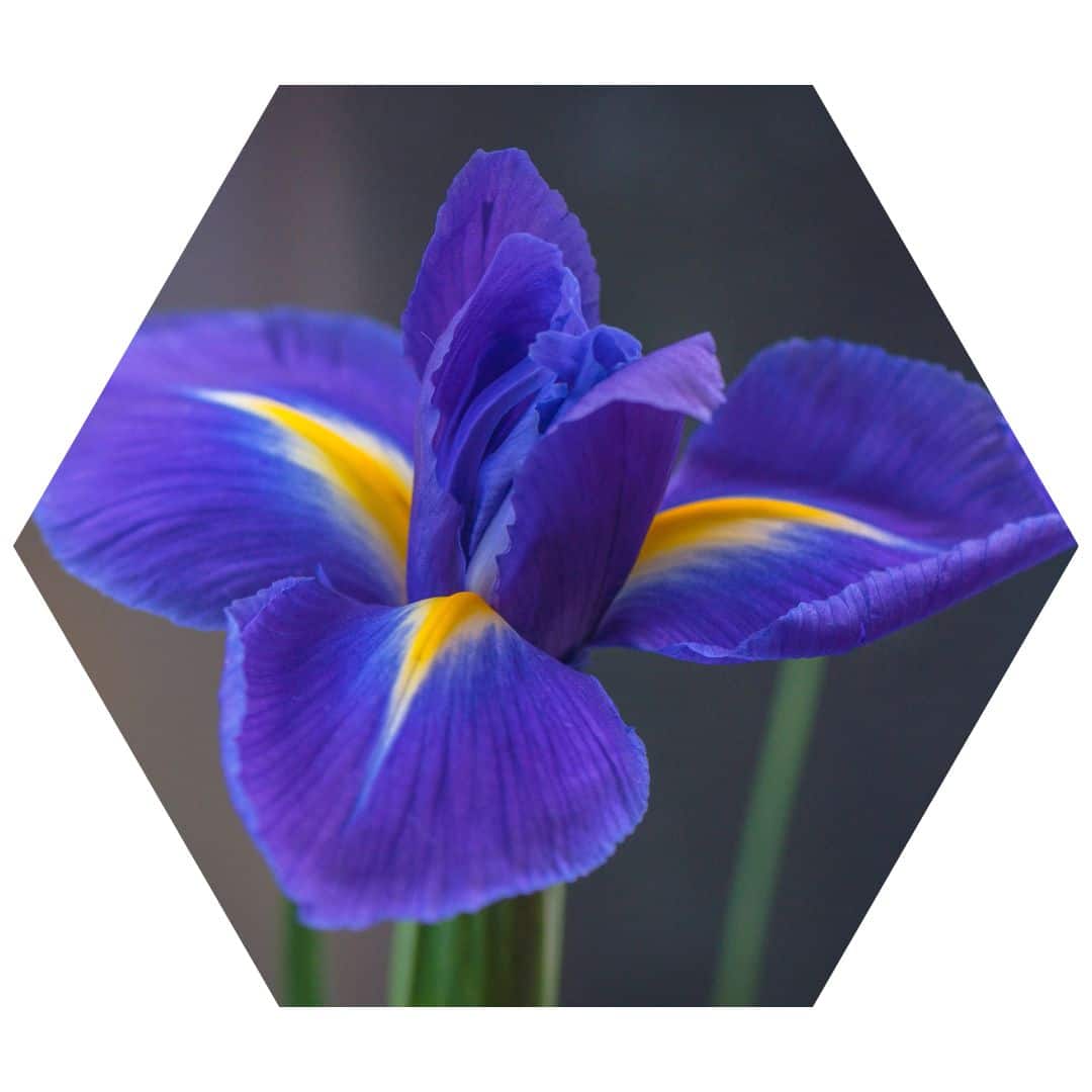 Blue Flag Iris 3