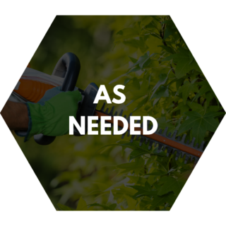 As-needed hedge trimming service featuring a professional using an electric hedge trimmer on vibrant green foliage.