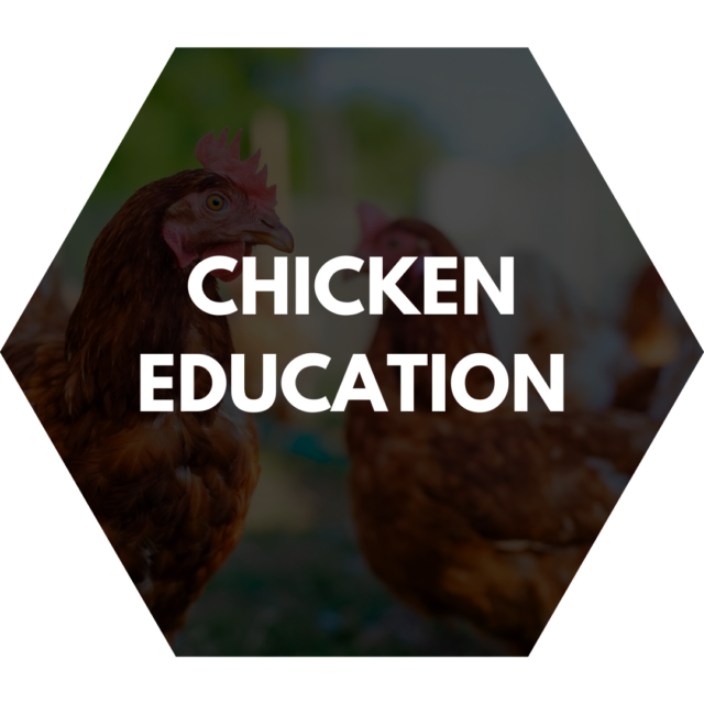 https://www.colincanhelp.com/wp-content/uploads/2024/12/CHICKEN-EDUCATION-640x640.png