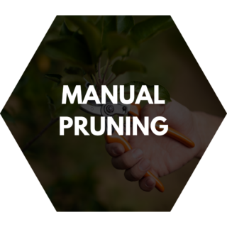 Manual pruning service featuring a hand holding pruning shears, trimming a tree branch with precision.